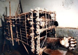 网民:“活熊取胆”与中药发展路径背道而驰.jpg