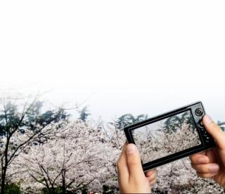 下款拍照软件 手持拍照神器与樱花竞美
.jpg