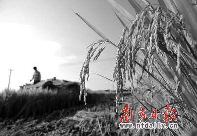 记者追访:滥用磷肥导致水稻镉超标？
