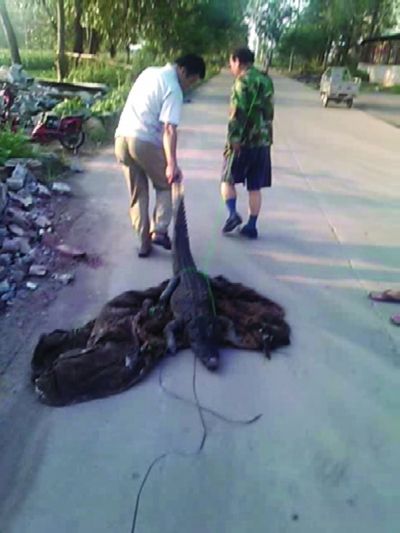 徐州一鳄鱼养殖场深夜遭强拆 2条尼罗鳄逃走(图)-新华网
