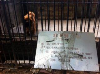 河南一动物园藏獒冒充非洲狮 汪汪叫被识破.jpg