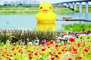 北京大黄鸭拼接错误变“尖嘴鸡”引调侃 连夜修复.jpg