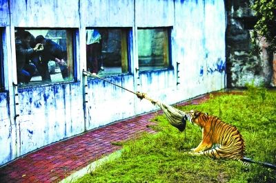 长沙一动物园推出"人虎拔河" 称为训练老虎野性