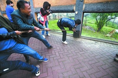 长沙一动物园推出"人虎拔河" 称为训练老虎野性