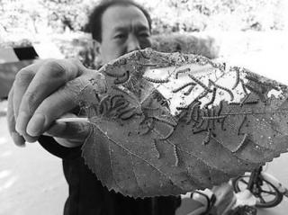 河北多地遭毛毛虫袭击 虫子爬满院孩子不敢回家.jpg