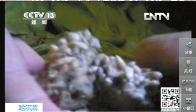 央视揭华义冰淇淋厂内幕:变绿长毛瓜子仁加工冰淇淋